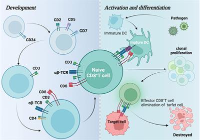 Frontiers Landscapes And Mechanisms Of Cd T Cell Exhaustion In